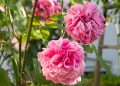 Pink flowers bush