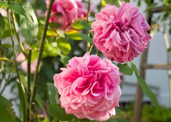 Pink flowers bush