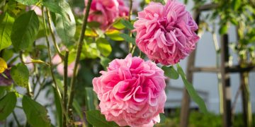 Pink flowers bush