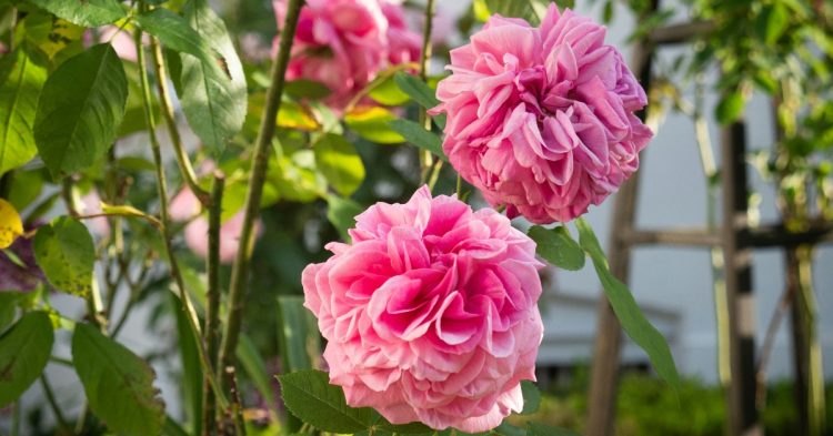 Pink flowers bush