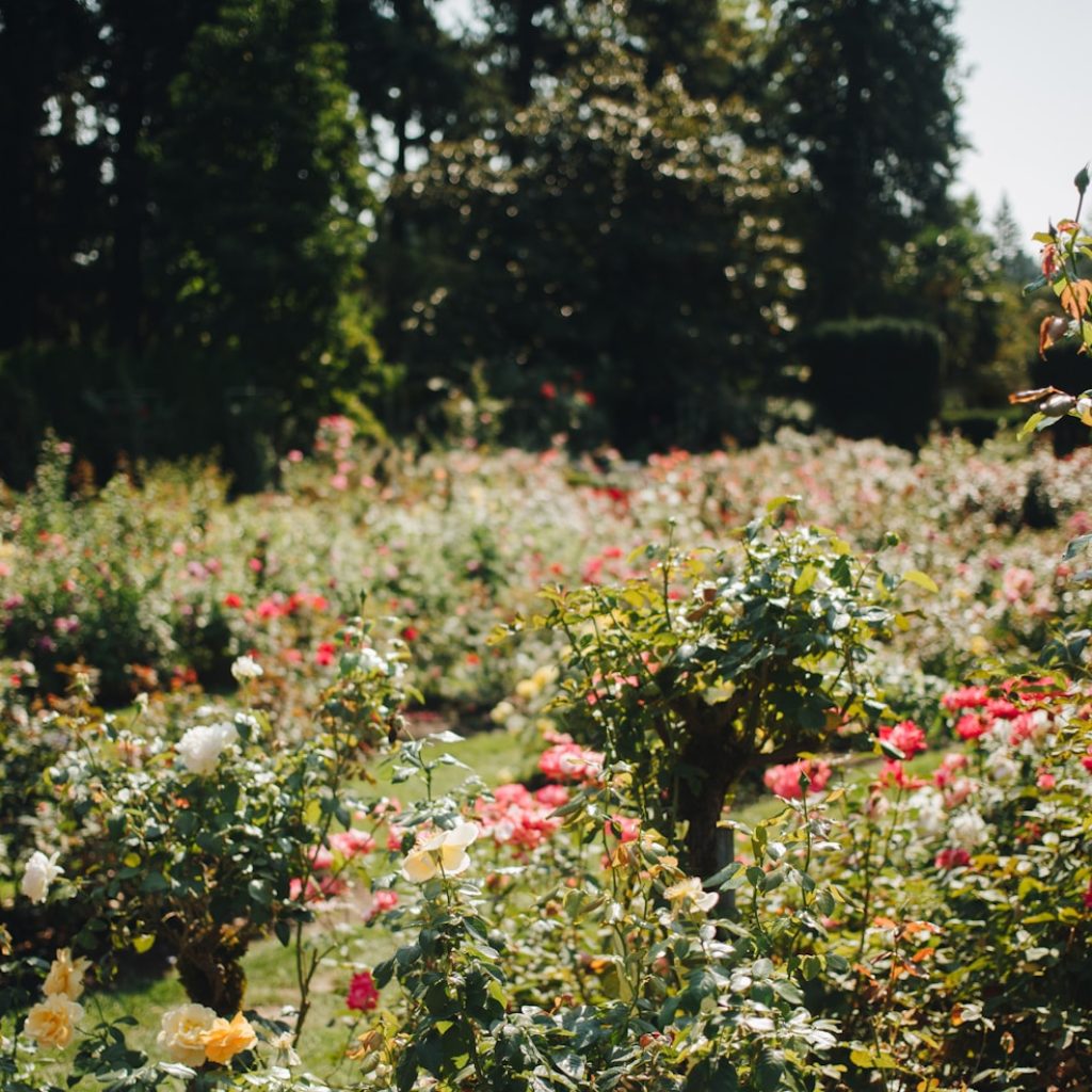 a garden filled with lots of flowers and trees