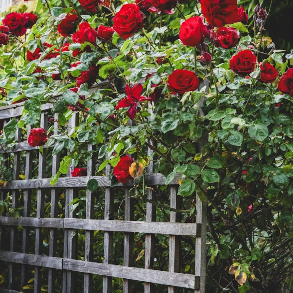 a bunch of red roses growing over a wooden fence