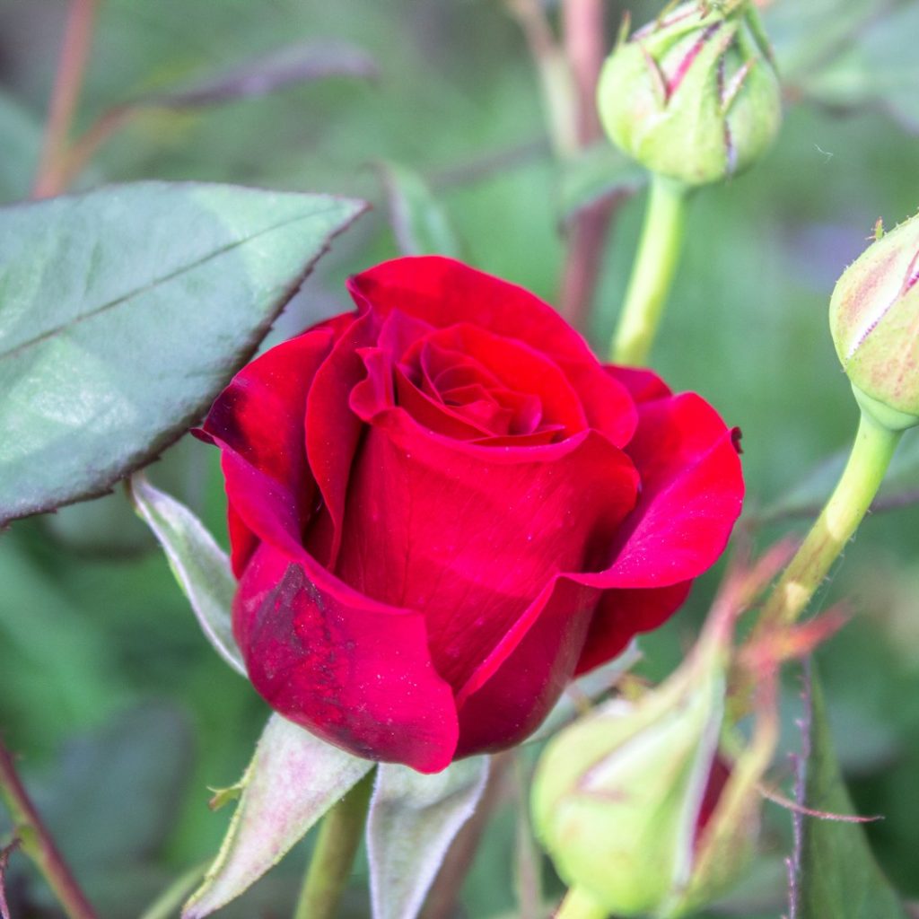 a red rose with green leaves