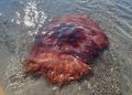 Lion's mane jellyfish